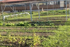 nanu-microfarming2