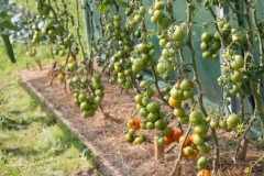 nanu-tomaten